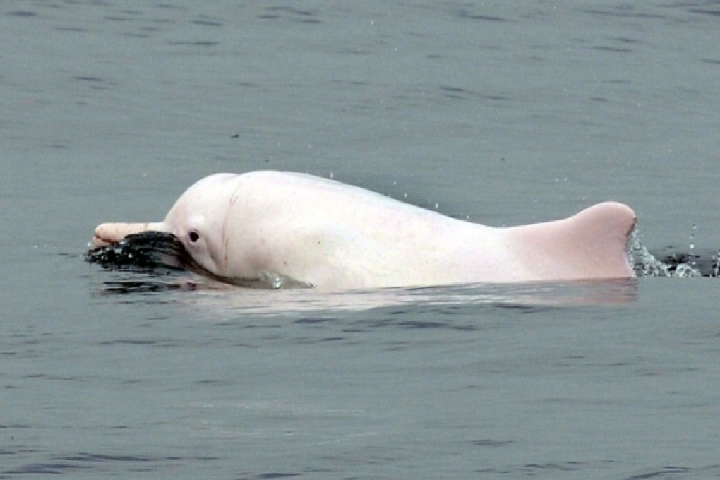 Construction work on the Hong Kong-Zhuhai-Macau bridge is linked to the expected decline in Chinese white dolphins.