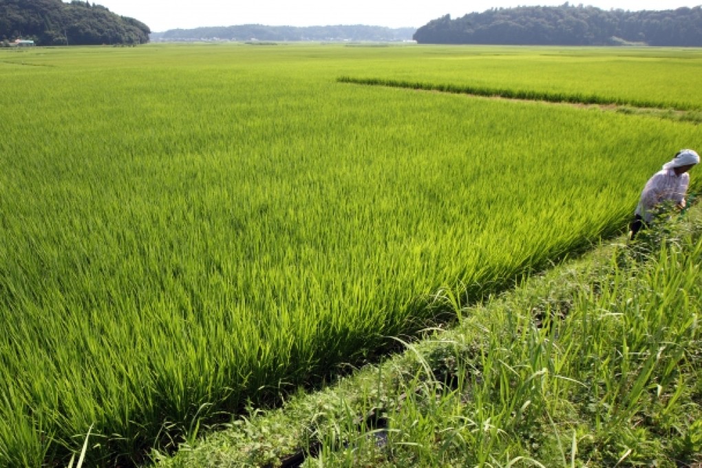 Very little can be described as reorganised and efficient in Japanese agriculture. Photo: Bloomberg