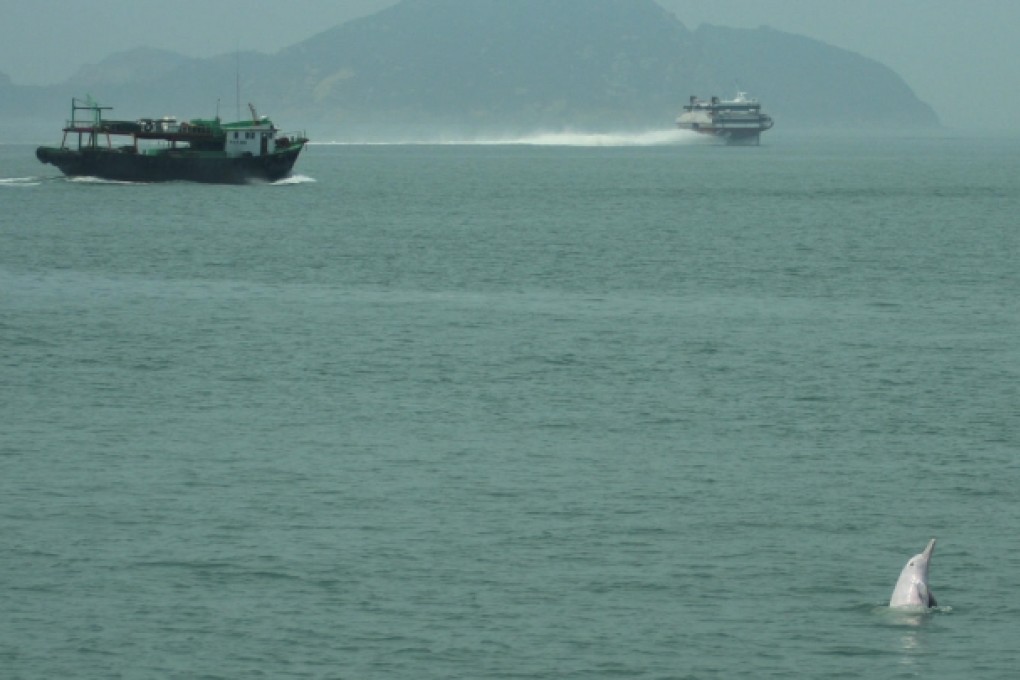 Increased marine traffic and noise is being blamed for the drop in numbers. Photo: Chinese White Dolphin Society