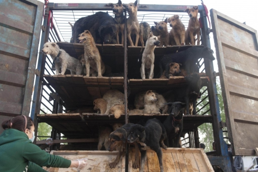 Chinese animal lovers release rescued dogs at the China Animal Protection Association in April 2011. Photo: AFP