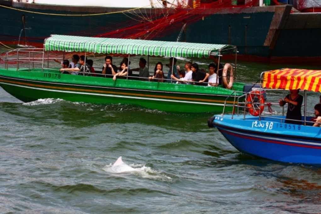 Some boats are getting too close to the sea mammals, Dolphinwatch says. Photo: Ken Fung/Red Door News