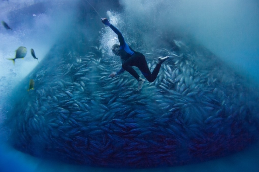 Compressor diver Joel Gonzaga swims next to a net containing skipjack tuna, in international waters off the Philippines.