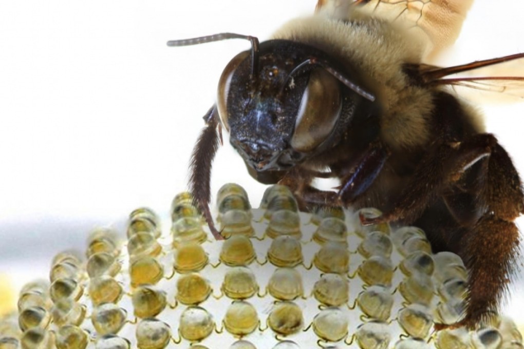 A bee on a web of camera lenses that mimics its own ocular system. Photos: AFP