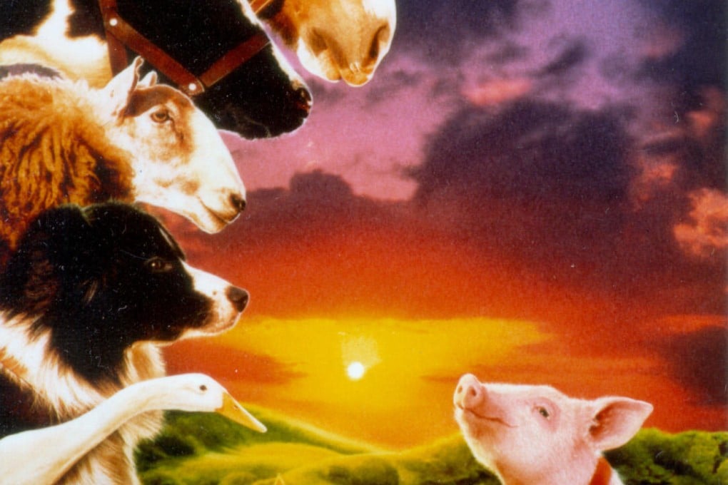 In a 2009 study, pigs used a mirror to find hidden food.