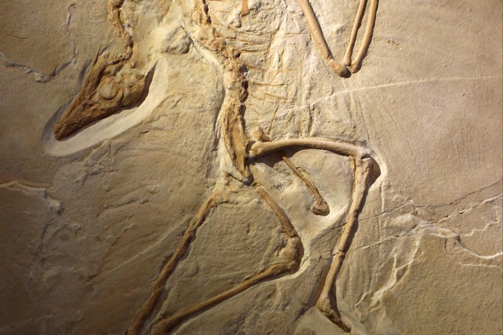 An Archaeopteryx fossil