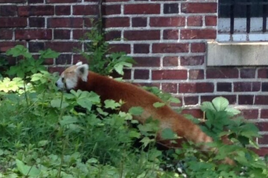The red panda on the loose before its recapture. Photo: AP