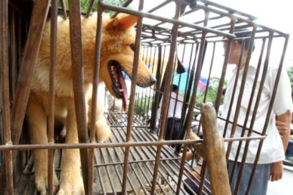 A dog waits to be sold for meat in a market in Yulin in south China's Guangxi Zhuang Autonomous Region. Photo: AP