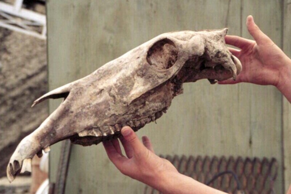 The skull of a Pleistocene-era horse. Photo: AP