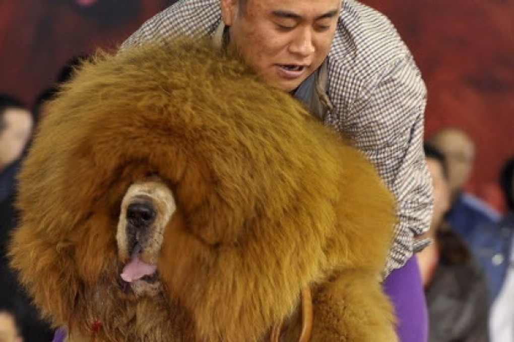 A man holds up his Tibetan mastiff as they perform on stage during a dog beauty contest in Shenyang. Phote: Reuters