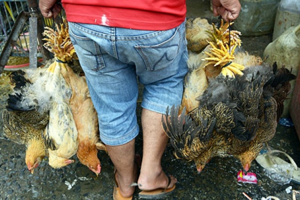 A Cambodian man carries chickens at a Phnom Penh market as the country battles the H5N1 bird flu strain that has baffled experts a decade after a major outbreak began in Asia. Photo: AFP