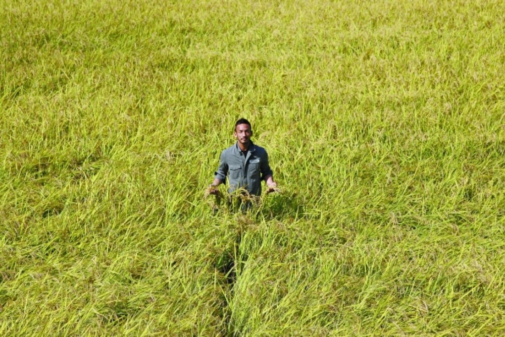 Hidetoshi Nakata, in a rice field in Hyogo prefecture, Japan. Photos: Junichi Takahashi; AFP