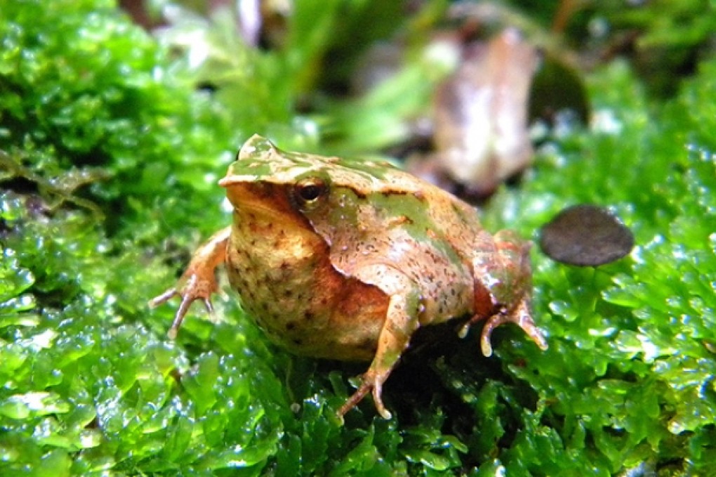 'Darwin's Frog', endemic in Chile, is one of many species in danger of extinction. Photo: EPA