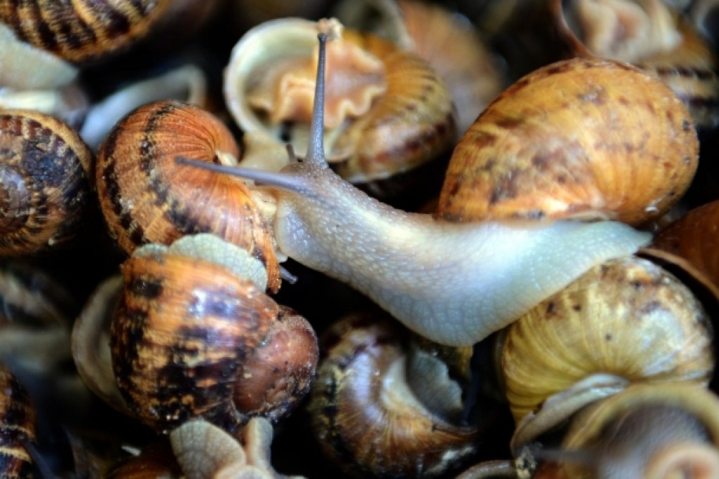 French snail producers seek protection against east European imports