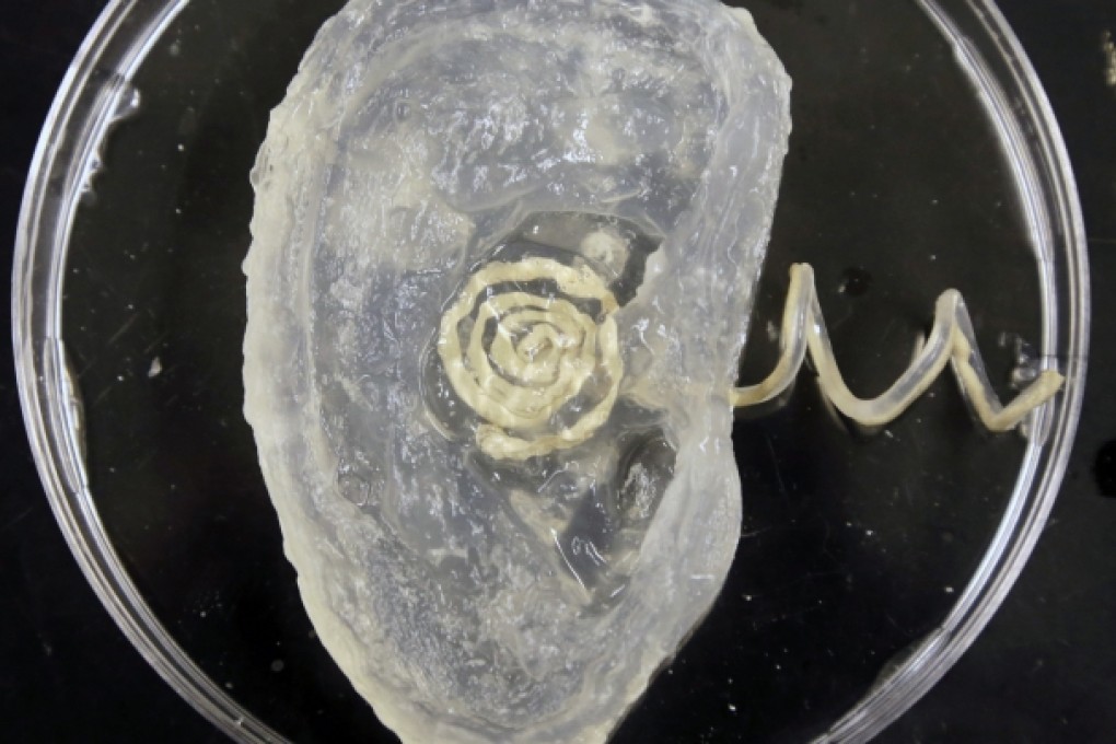 A bionic ear created by researchers at Princeton University. Photo: AP