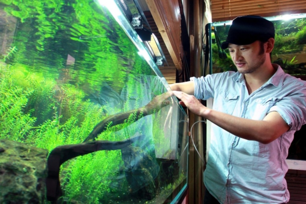 Li Lei, an aquascape designer, tends to one of his beloved aquariums in his coffee shop in Beijing. Photo: Simon Song
