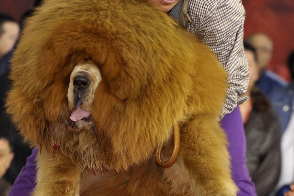 A Tibetan mastiff. Photo: Reuters