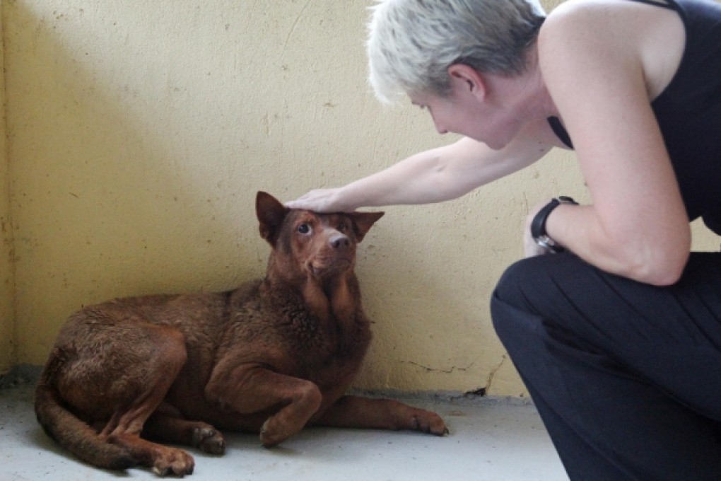 The dog who has lost his left front paw receives attention from volunteer Sue Bradley. Photo: Nora Tam