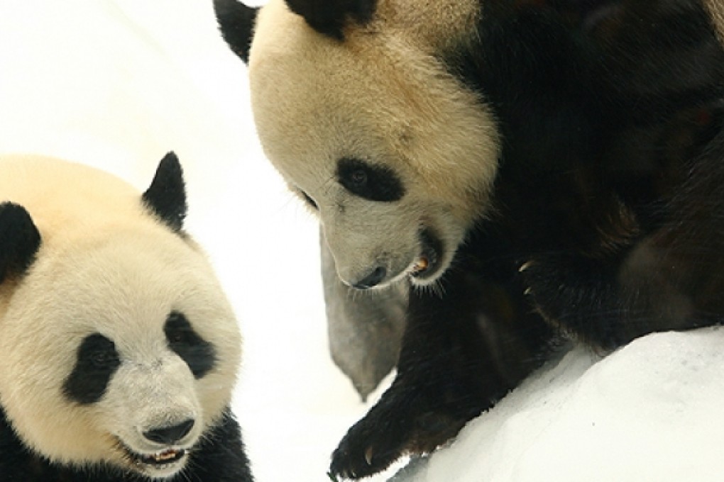 Ying Ying (left) and Le Le. Photo: Oliver Tsang