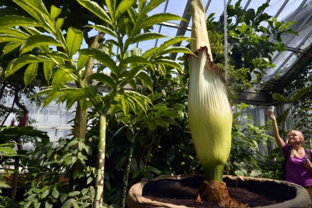 The Titan arum (Amorphophallus titanum) flower in the national botanic garden in Meise. Photo: AFP