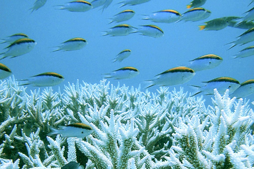 The Great Barrier Reef's health had slumped since 2009 due to cyclones and floods, according to a report. Photo: Reuters