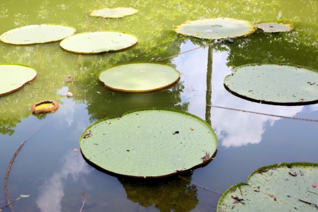 Left: lily pads in the botanical gardens.