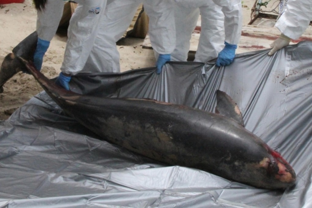 Porpoise death brings tally of dead dolphins found to six this year