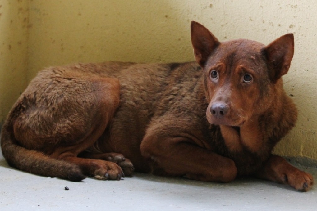 The dog that has lost his left paw from a dog trap set up by the Agriculture, Fisheries and Conservation Department. Photo: Nora Tam