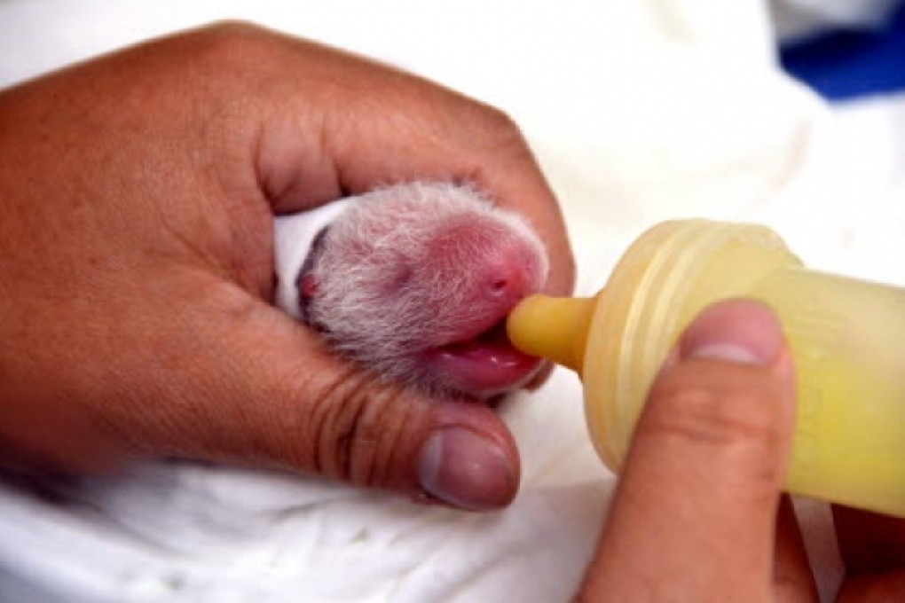 A newborn cub, nicknamed 'Yuan Zai', is bottle-fed at the Taipei Zoo. Photo: EPA