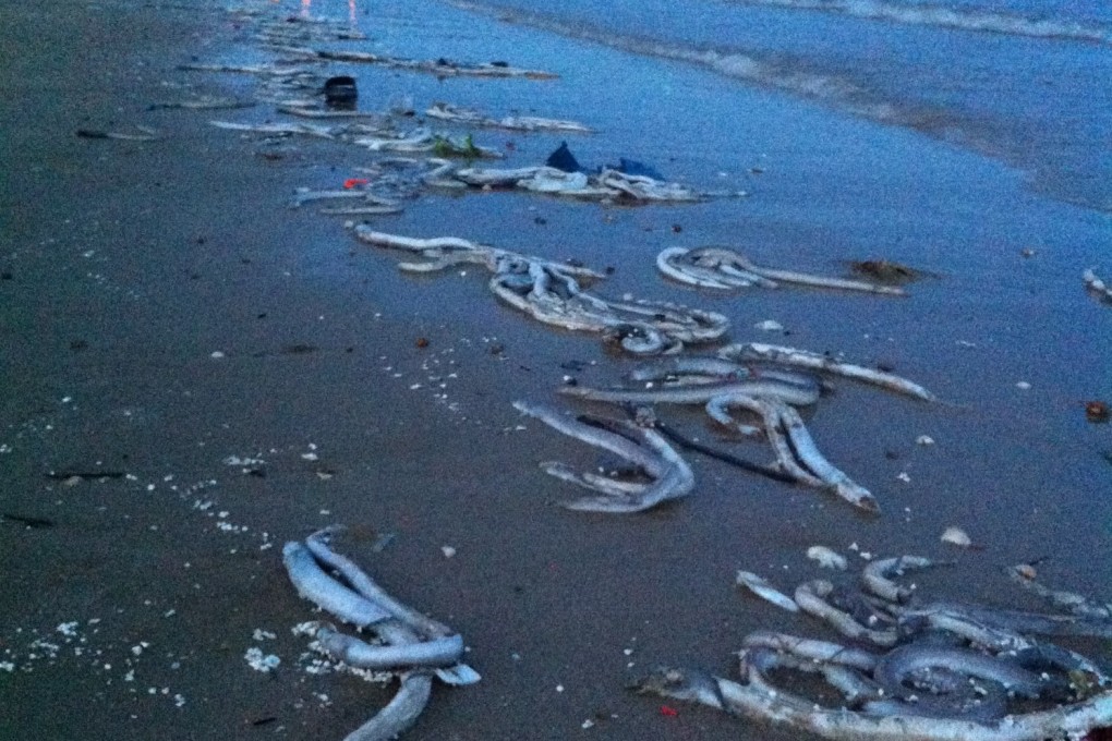 Dead eels wash up on a beach at Daya Bay, Guangdong province, last week. Photo: Screenshot via Sina Weibo