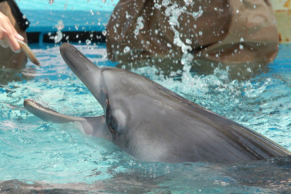 Pinky gets a treat from an Ocean Park trainer. Photo: K. Y. Cheng