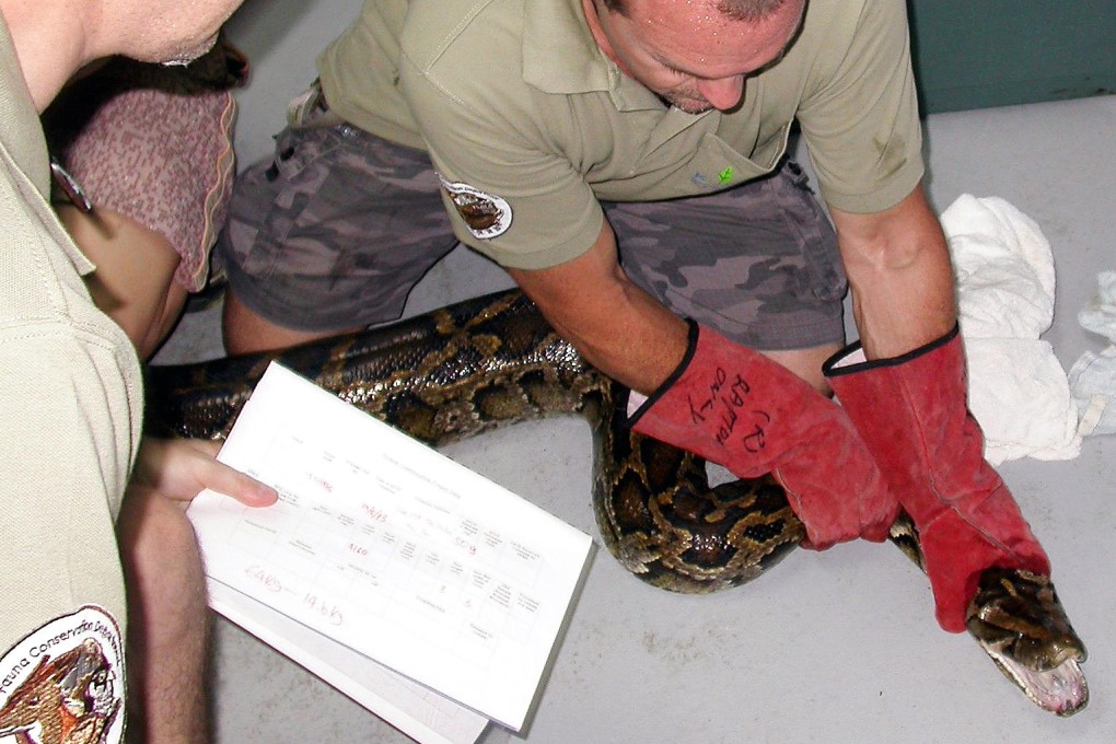 A Kadoorie Farm and Botanic Garden worker inspects a python. Photo: Kadoorie Farm