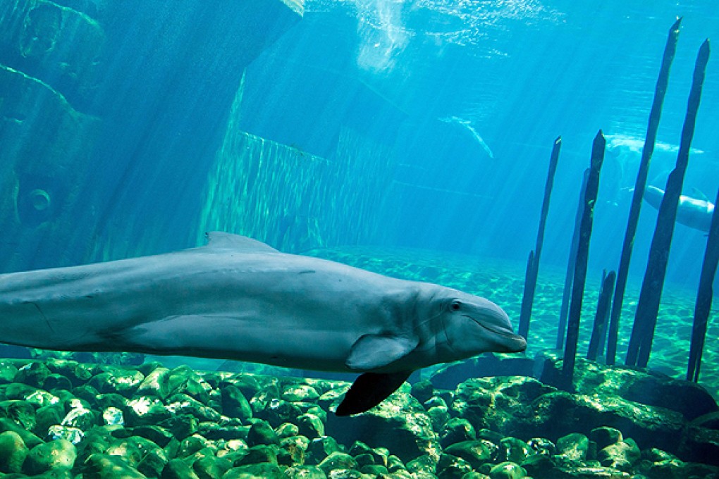 Wild bottlenose dolphins design unique signature whistles to identify themselves. Photo: AFP