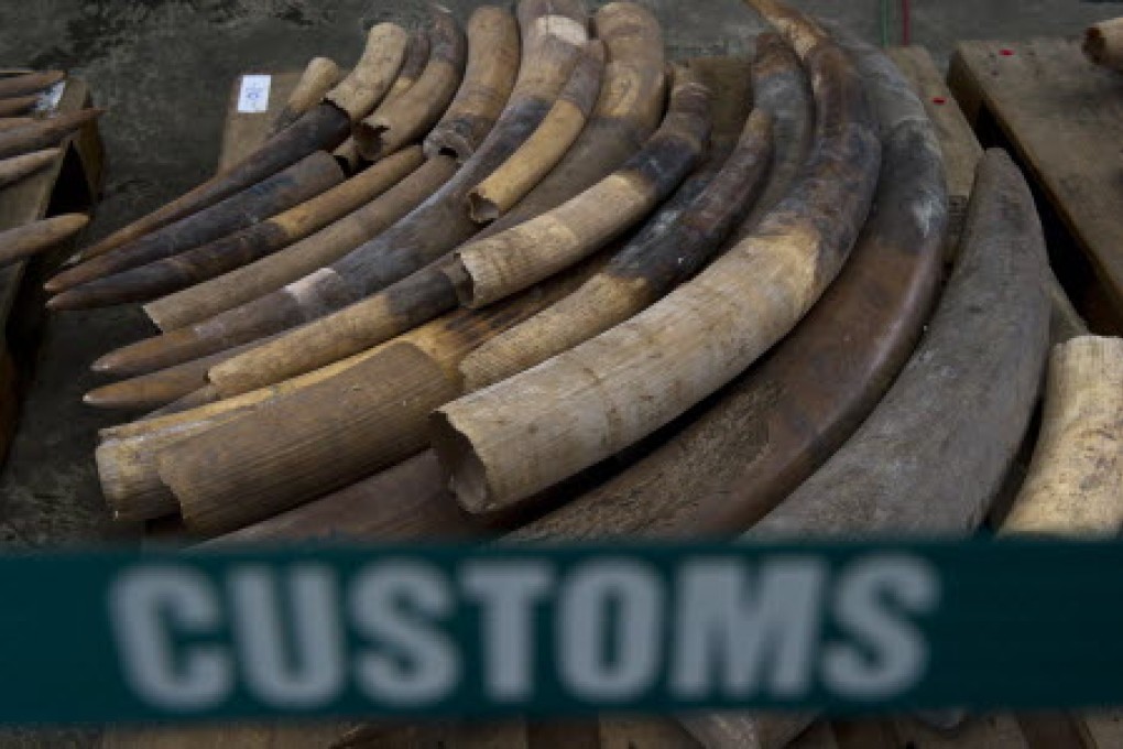 The ivory seized by Hong Kong Customs last Friday, mostly from baby elephants. Photo: AFP