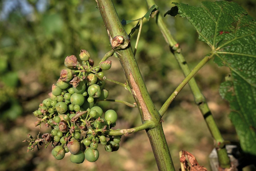 Hail-damaged grapes near the village of Pommard.Photo: AFP