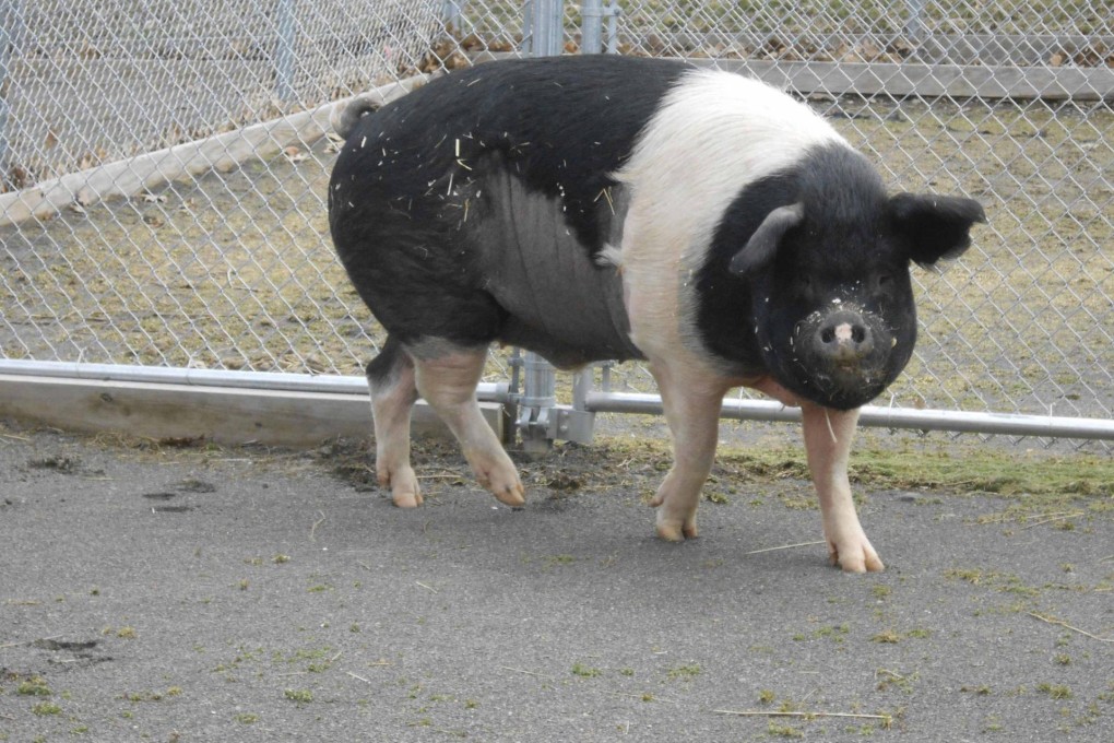 Nemo the Hampshire pig at the animal hospital. Photo: Reuters