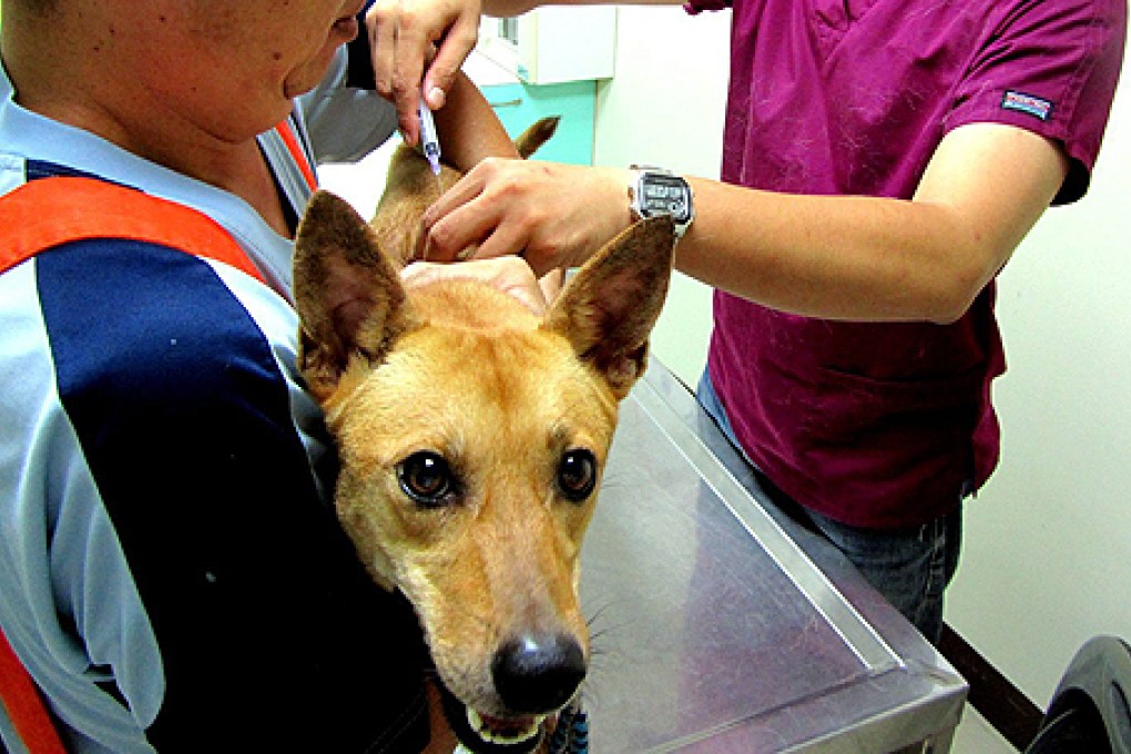 A veterinarian vaccinates a dog against rabies in Taipei. Photo: EPA