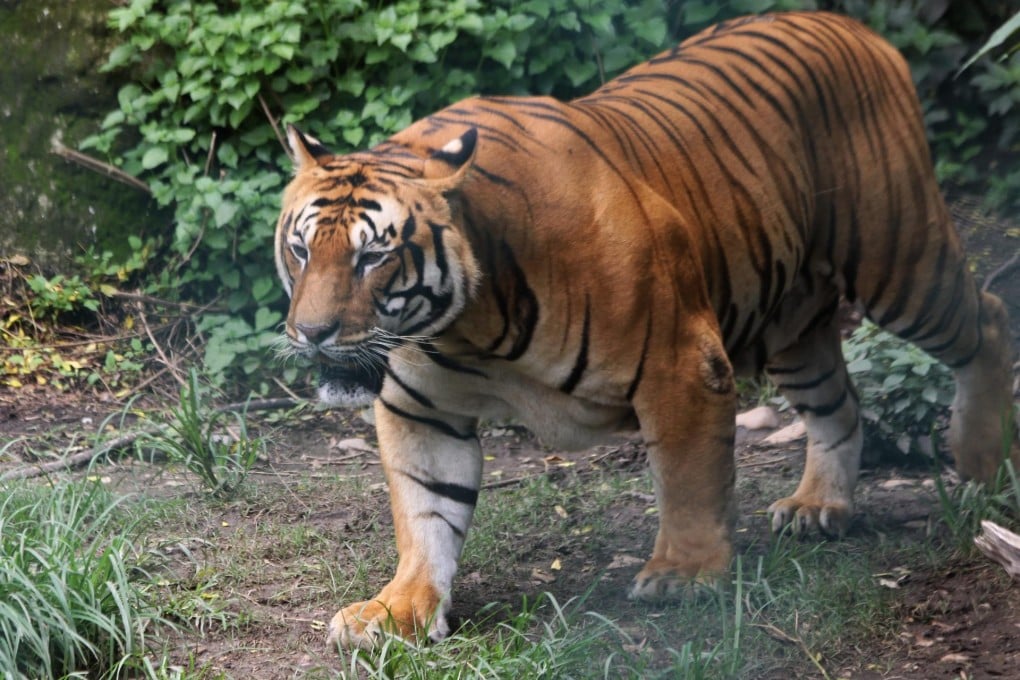 Nepal's Royal Bengal tiger numbers soar