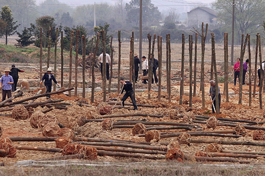 Villagers plant trees in cadmium polluted farmland in Shuangqiao village in Hunan. Photo: Simon Song
