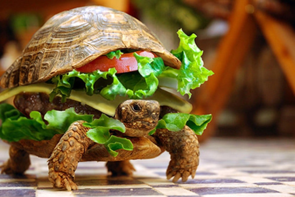 Turtles and burgers usually don't go together - except when they do. Photo: "Turtle Burger" by flickr user 'flaunted'
