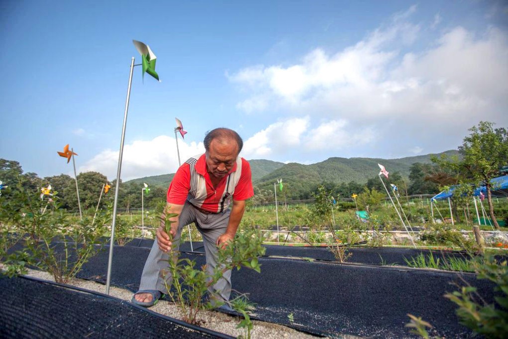 Ko Chang-jin tends his blueberry farm in Paju.