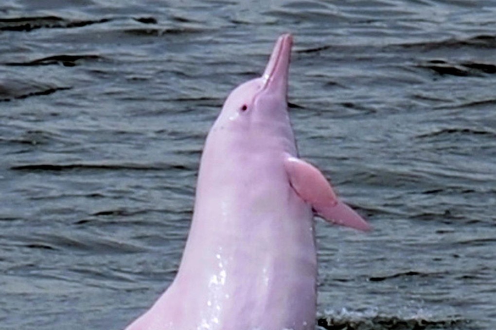 Habitat of dolphins is under serious threat. Photo: AFP