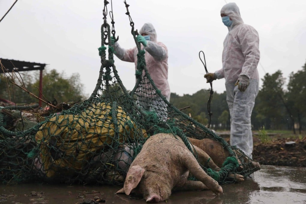 Workers move dead pigs at a bio-safety disposal in the Zhonglian village of the Jinshan district in Shanghai. Photo: EPA