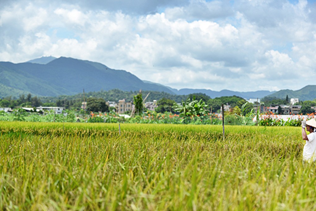 Japanese biotechnologists have developed a rice plant with deeper roots that can sustain high yields in droughts that wipe out conventional rice crops. Photo: Thomas Yau