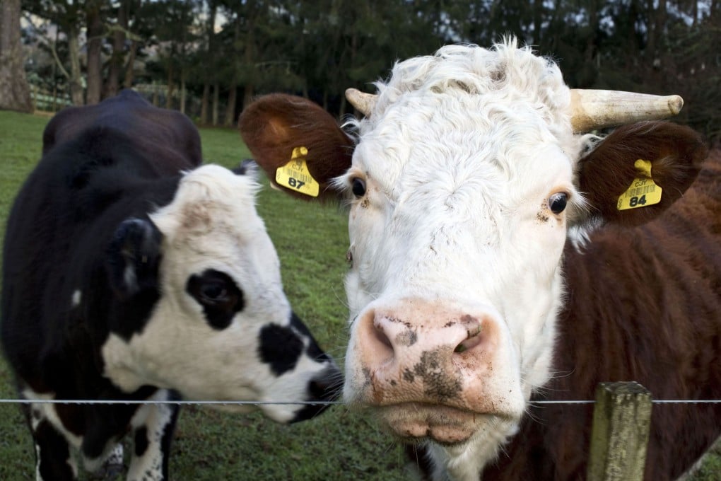 New Zealand cows are kept on grassy pastures year-round, contributing to pollution of its rivers. Photo: Reuters