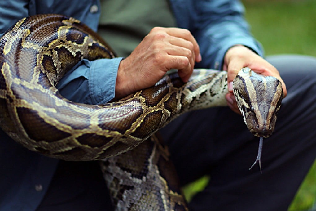 File photo of a Burmese python. Police in Canada did not give details of the size of the escapted snake. Photo: AFP