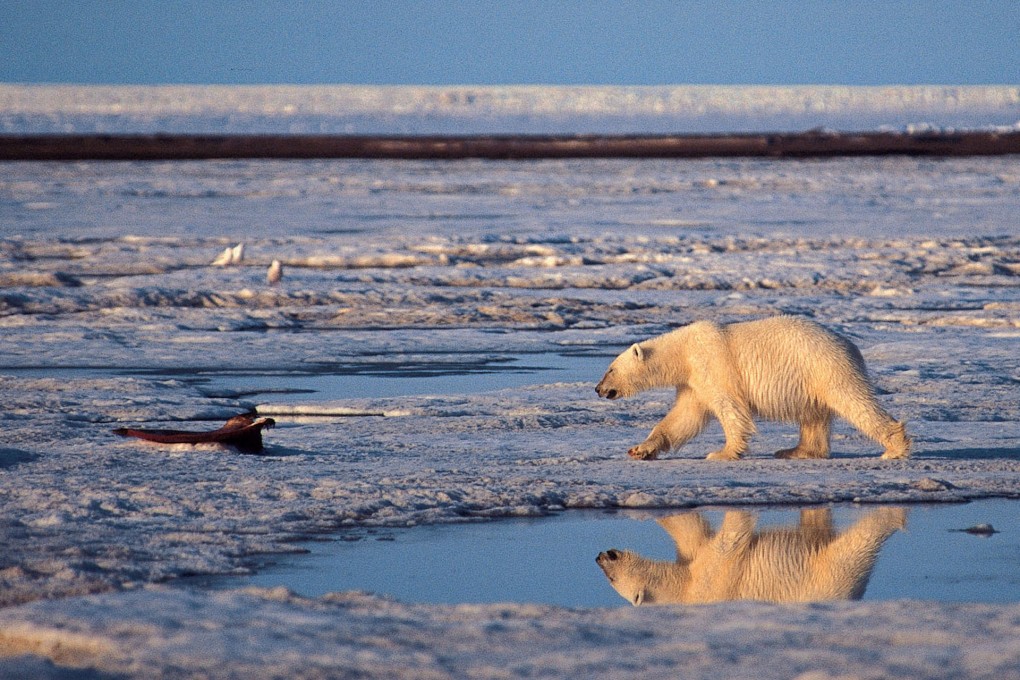 Loss of sea ice is harming polar bears in the Arctic.Photo: AP