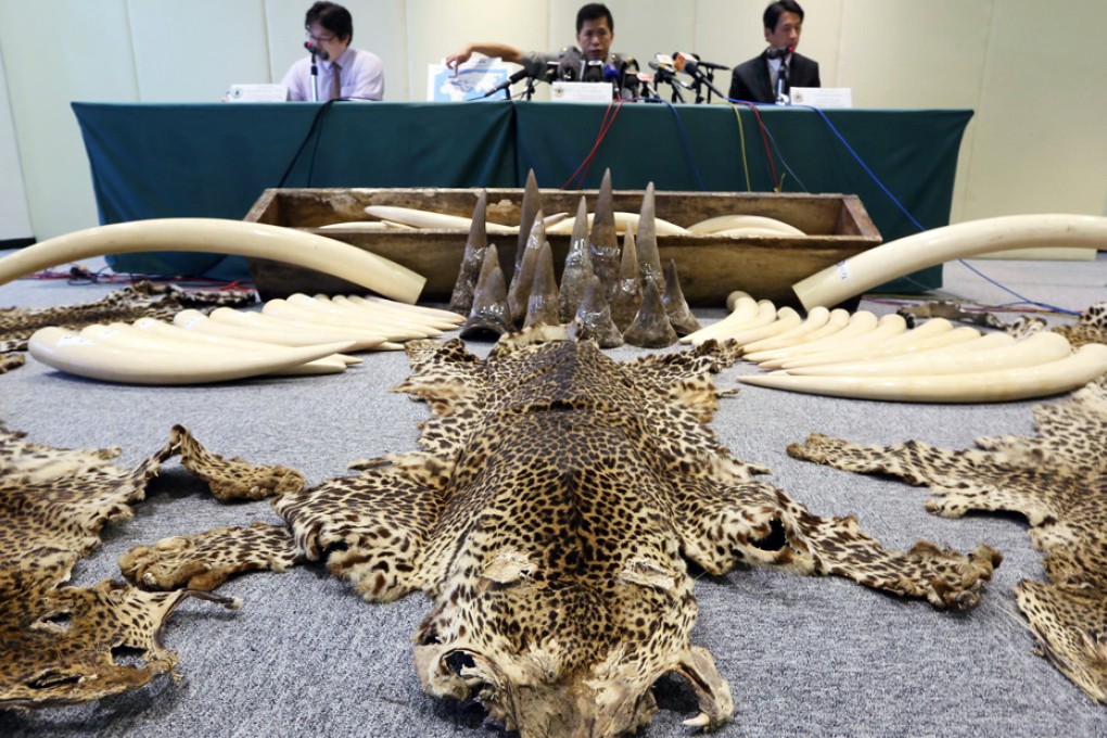Customs officers put on show some of the leopard skins, elephant tusks and rhino horns that were found in two containers from West Africa via Shanghai. Photo: Sam Tsang