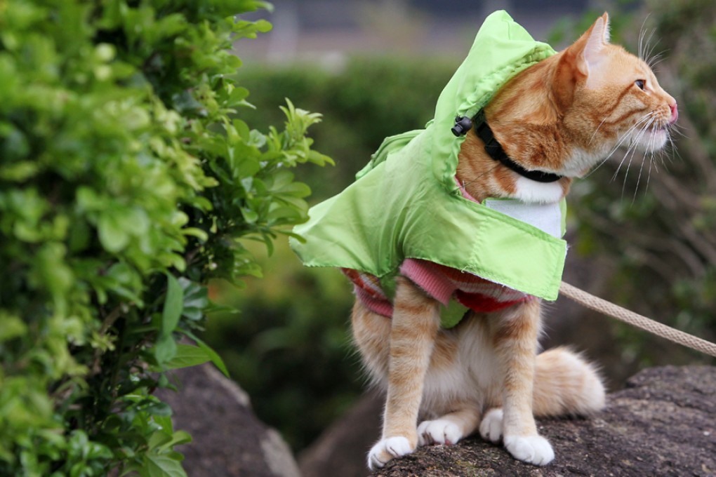 Animal rights activist welcomes action by Justice Department over ‘inadequate’ 3-month sentence