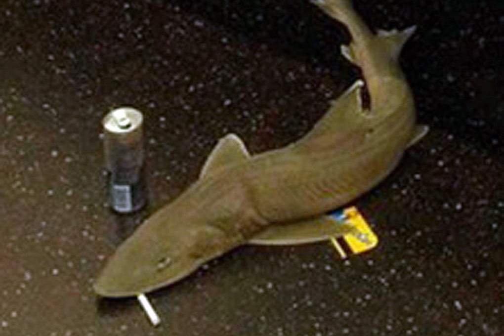 The dead shark, as kitted out by passengers. Photo: SCMP Pictures