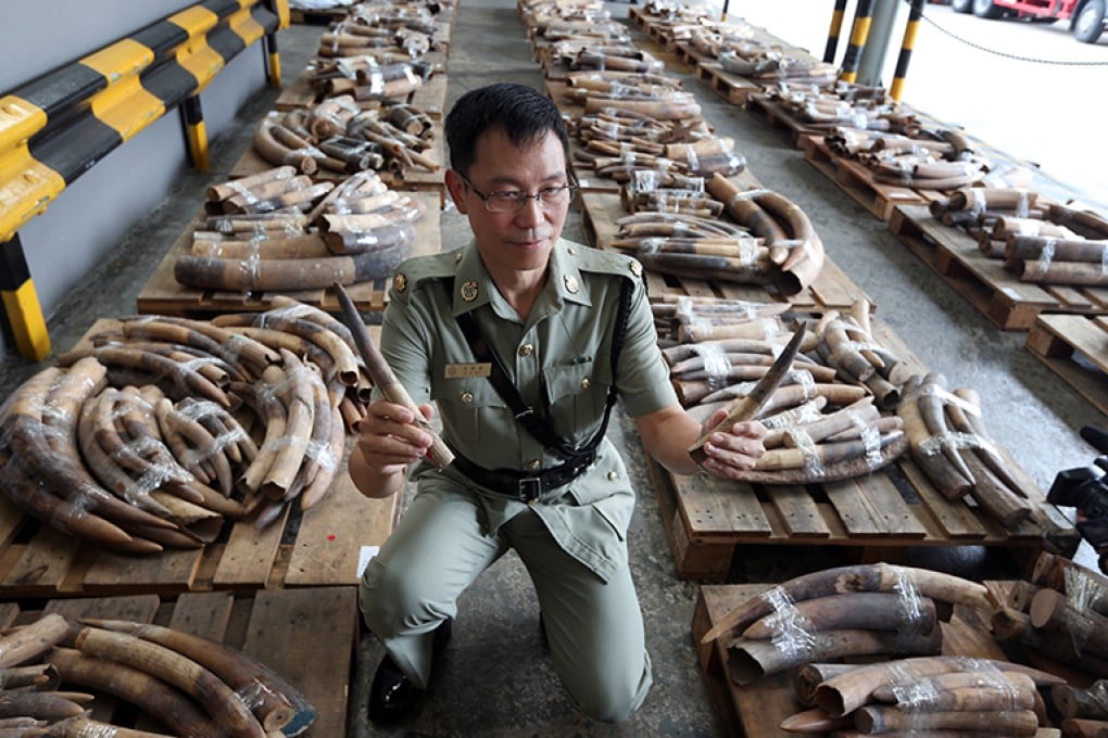 Customs and Excise's group head for ports control Simon Ng Kwok-leung holds two baby-elephant-sized tusks from Togo. Photo: Sam Tsang